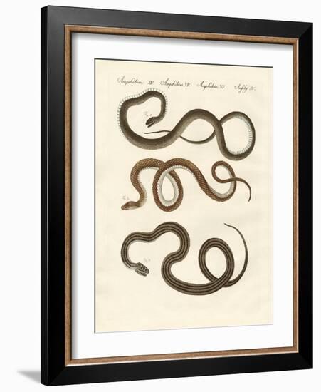 Harmless Snake-null-Framed Giclee Print