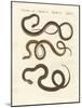 Harmless Snake-null-Mounted Giclee Print