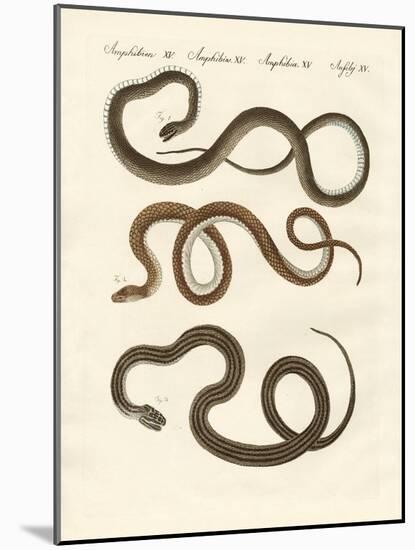 Harmless Snake-null-Mounted Giclee Print