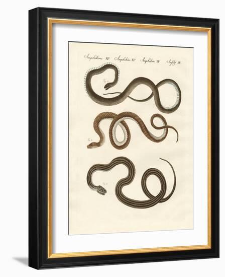 Harmless Snake-null-Framed Giclee Print