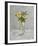 Harmonious Flowers-Steven Johnson-Framed Giclee Print