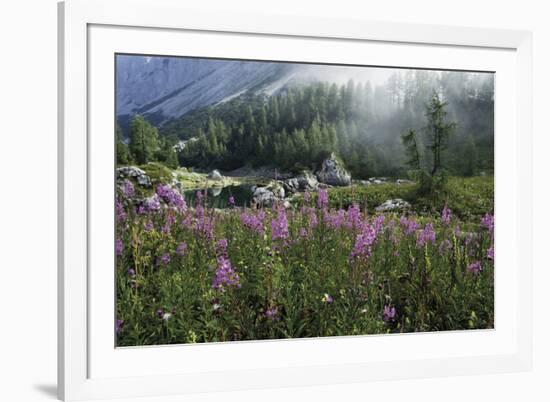 Harmonious Haven-Wild Wonders of Europe-Framed Giclee Print