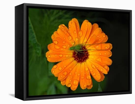 Harmony-Philippe Sainte-Laudy-Framed Premier Image Canvas