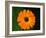 Harmony-Philippe Sainte-Laudy-Framed Photographic Print