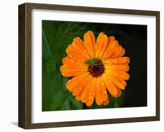 Harmony-Philippe Sainte-Laudy-Framed Photographic Print