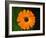 Harmony-Philippe Sainte-Laudy-Framed Photographic Print