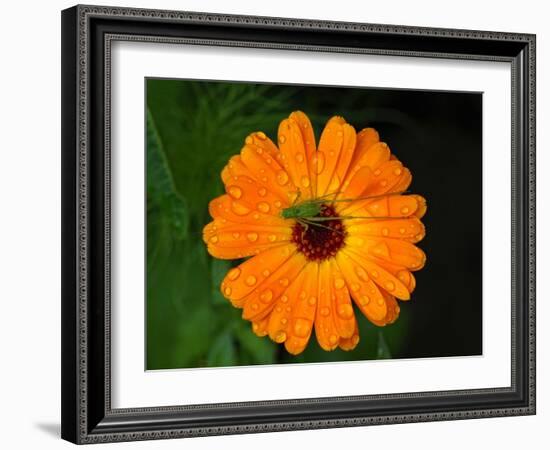 Harmony-Philippe Sainte-Laudy-Framed Photographic Print