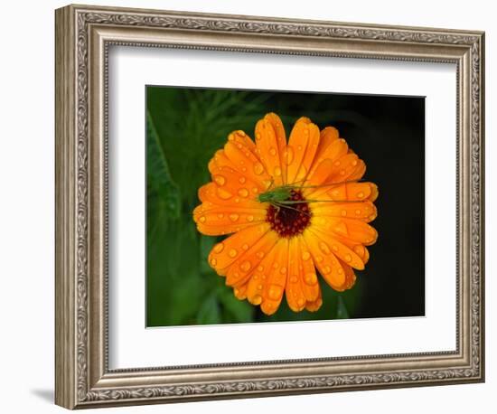 Harmony-Philippe Sainte-Laudy-Framed Photographic Print