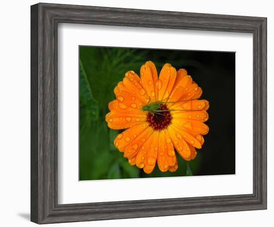 Harmony-Philippe Sainte-Laudy-Framed Photographic Print