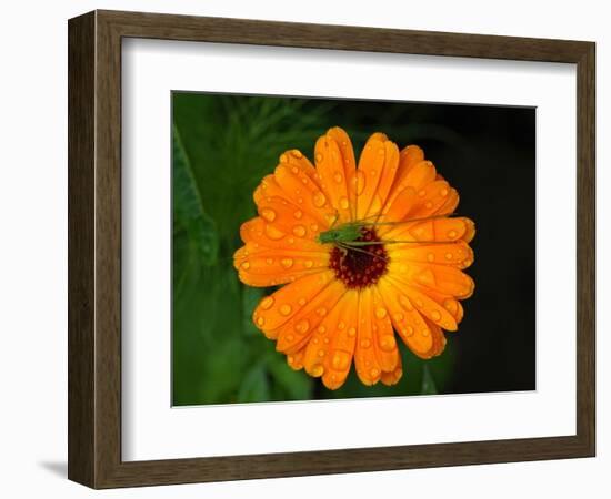 Harmony-Philippe Sainte-Laudy-Framed Photographic Print