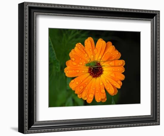 Harmony-Philippe Sainte-Laudy-Framed Photographic Print