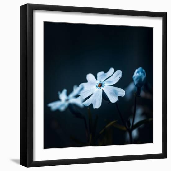 Harmony-Philippe Sainte-Laudy-Framed Photographic Print