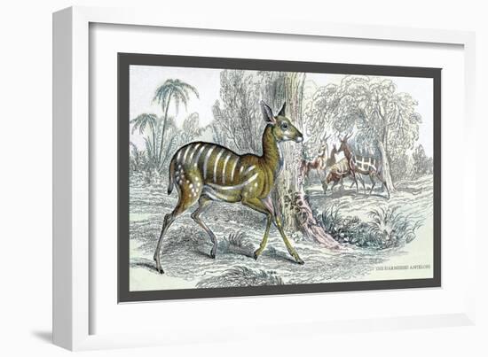 Harnessed Antelope-John Stewart-Framed Art Print