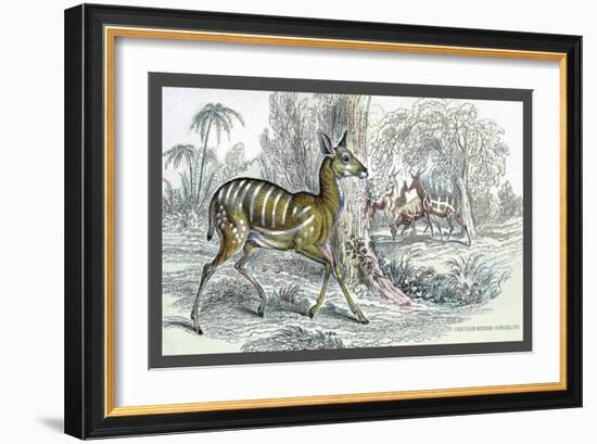 Harnessed Antelope-John Stewart-Framed Art Print