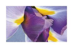 Intimate Iris-Harold Davis-Giclee Print