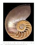 Chambered Nautilus-Harold Feinstein-Art Print