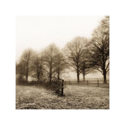After the Rain Harold Silverman Country Farm Photograph Tree Print Poster 12x12