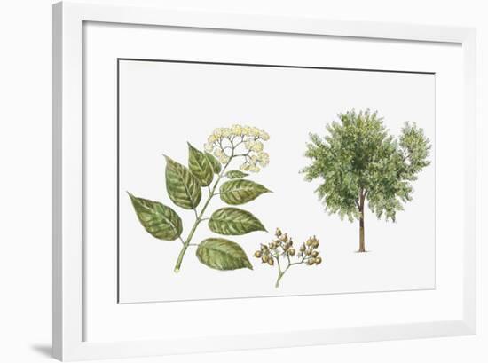 Haronga (Harungana Madagascariensis) Plant with Flower, Leaf and Fruit-null-Framed Giclee Print