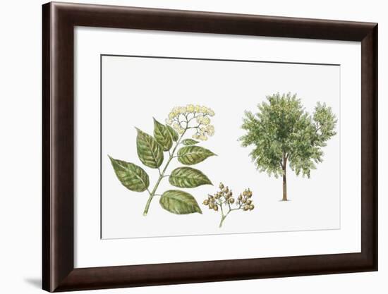 Haronga (Harungana Madagascariensis) Plant with Flower, Leaf and Fruit-null-Framed Giclee Print