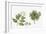 Haronga (Harungana Madagascariensis) Plant with Flower, Leaf and Fruit-null-Framed Giclee Print