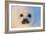 Harp Seal Baby-null-Framed Photographic Print