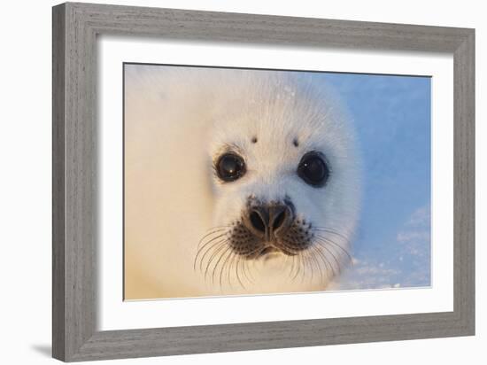 Harp Seal Baby-null-Framed Photographic Print