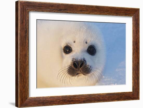 Harp Seal Baby-null-Framed Photographic Print