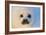 Harp Seal Baby-null-Framed Photographic Print