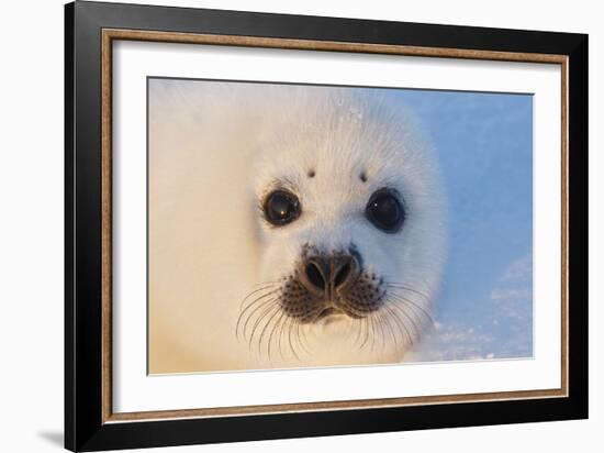 Harp Seal Baby-null-Framed Photographic Print