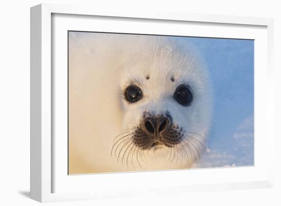 Harp Seal Baby-null-Framed Photographic Print