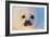 Harp Seal Baby-null-Framed Photographic Print