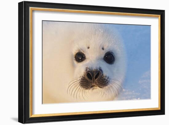 Harp Seal Baby-null-Framed Photographic Print