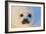 Harp Seal Baby-null-Framed Photographic Print