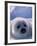 Harp Seal, Iles de la Madeleine, Quebec, Canada-Art Wolfe-Framed Photographic Print