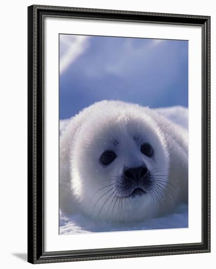 Harp Seal, Iles de la Madeleine, Quebec, Canada-Art Wolfe-Framed Photographic Print