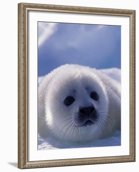 Harp Seal, Iles de la Madeleine, Quebec, Canada-Art Wolfe-Framed Photographic Print