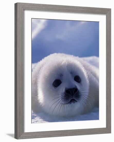 Harp Seal, Iles de la Madeleine, Quebec, Canada-Art Wolfe-Framed Photographic Print