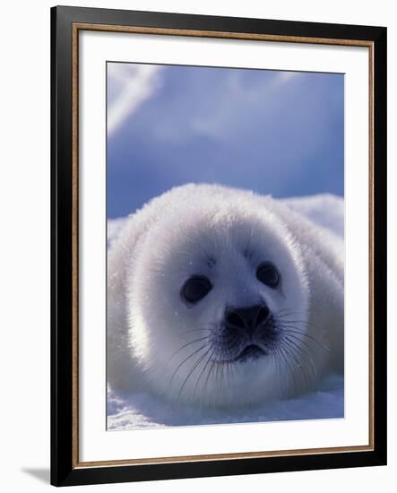 Harp Seal, Iles de la Madeleine, Quebec, Canada-Art Wolfe-Framed Photographic Print