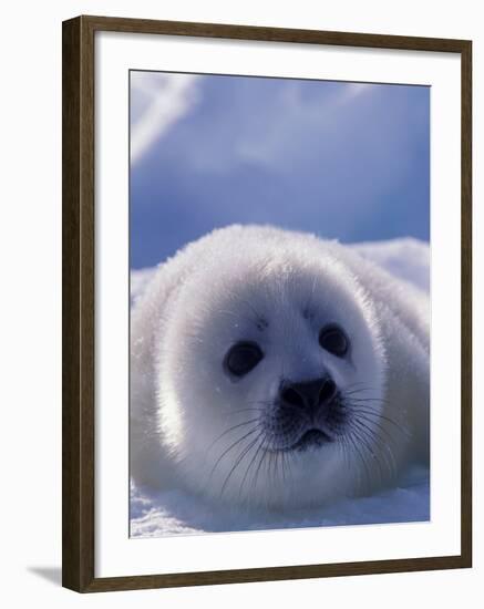 Harp Seal, Iles de la Madeleine, Quebec, Canada-Art Wolfe-Framed Photographic Print