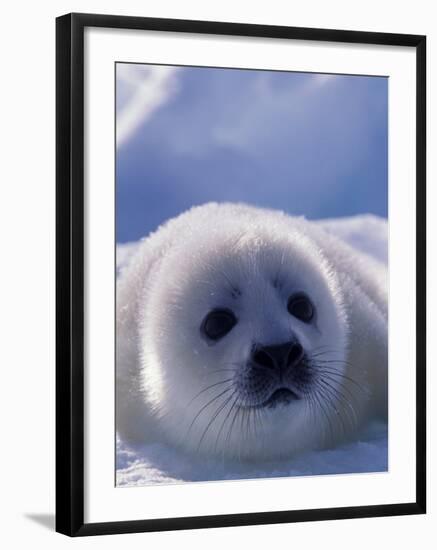 Harp Seal, Iles de la Madeleine, Quebec, Canada-Art Wolfe-Framed Photographic Print