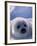 Harp Seal, Iles de la Madeleine, Quebec, Canada-Art Wolfe-Framed Photographic Print