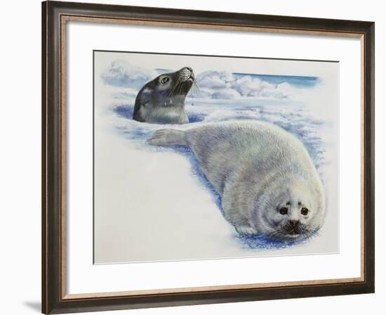 Harp Seal or Saddleback Seal (Phoca Groenlandica), Phocidae, Cow in Hole in Ice and Whitecoated Pup-null-Framed Giclee Print