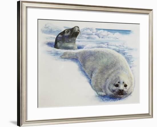 Harp Seal or Saddleback Seal (Phoca Groenlandica), Phocidae, Cow in Hole in Ice and Whitecoated Pup-null-Framed Giclee Print