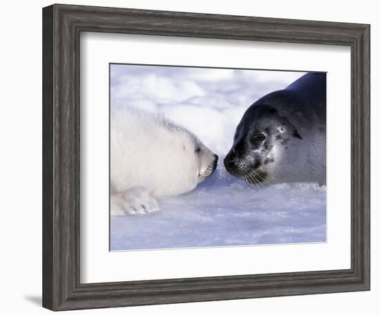 Harp Seal Pup and Mom, Gulf of St. Lawrence, Quebec, Canada-Michael DeFreitas-Framed Photographic Print