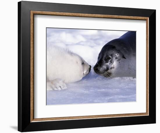 Harp Seal Pup and Mom, Gulf of St. Lawrence, Quebec, Canada-Michael DeFreitas-Framed Photographic Print