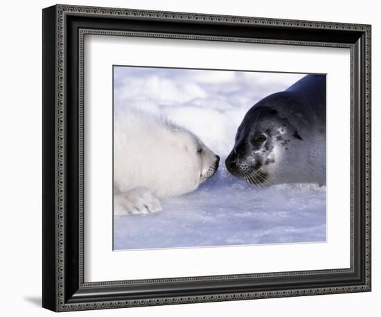 Harp Seal Pup and Mom, Gulf of St. Lawrence, Quebec, Canada-Michael DeFreitas-Framed Photographic Print