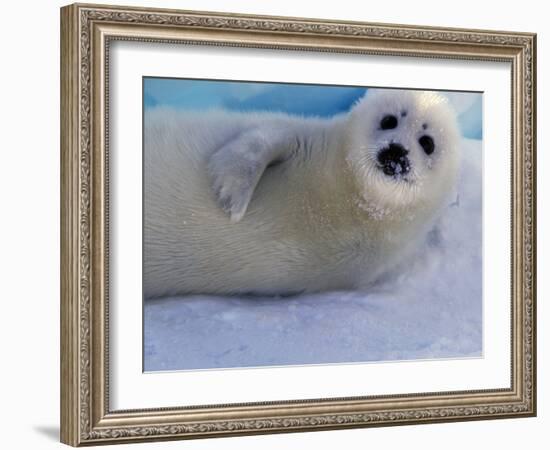 Harp Seal Pup, Gulf of St. Lawrence, Canada-Gavriel Jecan-Framed Photographic Print