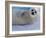 Harp Seal Pup, Gulf of St. Lawrence, Canada-Gavriel Jecan-Framed Photographic Print