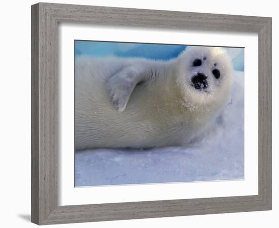 Harp Seal Pup, Gulf of St. Lawrence, Canada-Gavriel Jecan-Framed Photographic Print