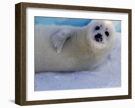 Harp Seal Pup, Gulf of St. Lawrence, Canada-Gavriel Jecan-Framed Photographic Print